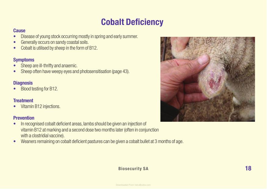 Sheep Diseases The Farmers Guide