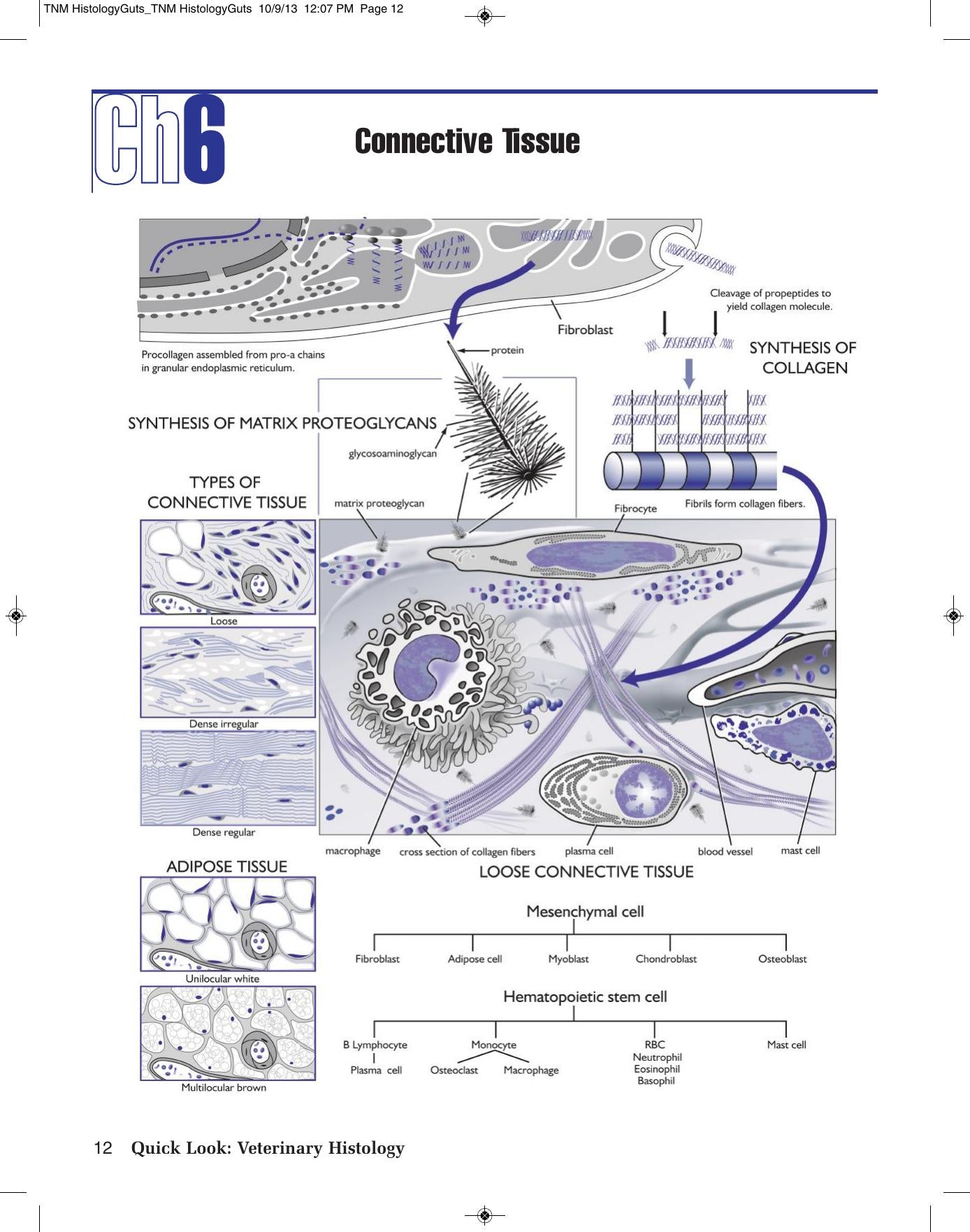 Veterinary Histology By Jo Ann Coers Eurell
