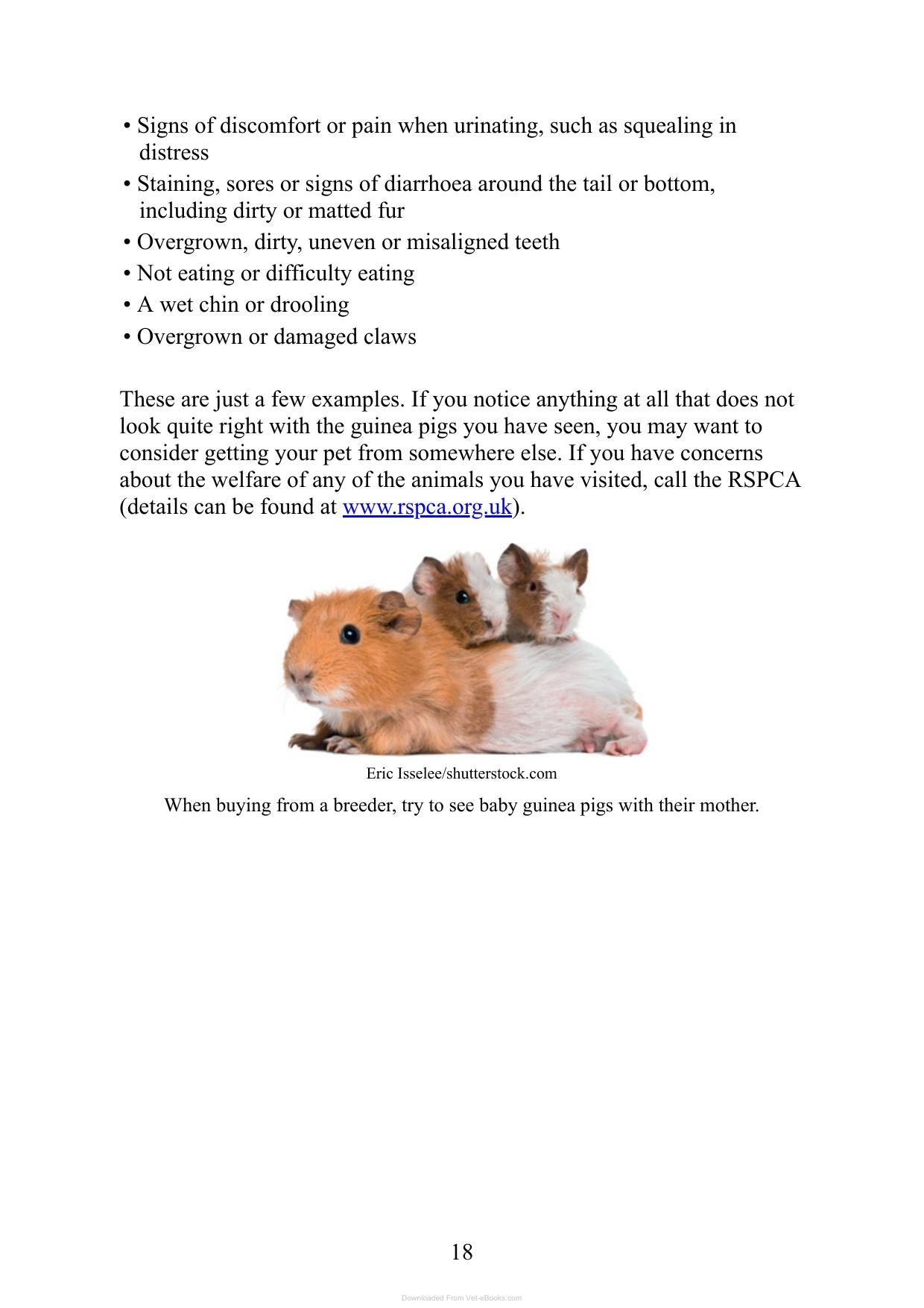 Care For Your Guinea Pigs