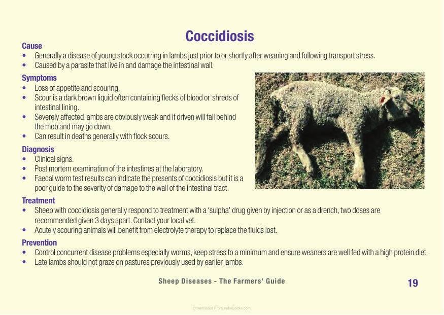 Sheep Diseases The Farmers Guide