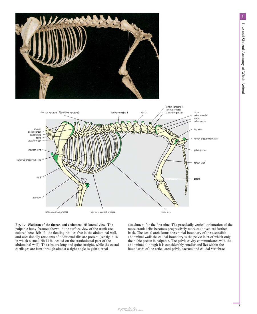 Preview page of Color Atlas of Veterinary Anatomy Volume 3 the Dog and Cat 2nd Edition