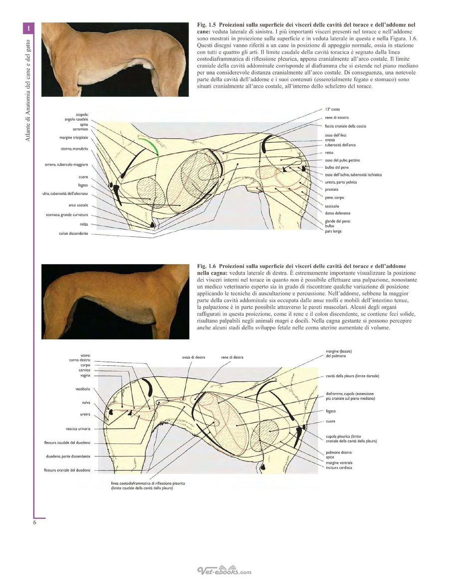 Preview page of Atlante Di Anatomia Del Cane E Del Gatto