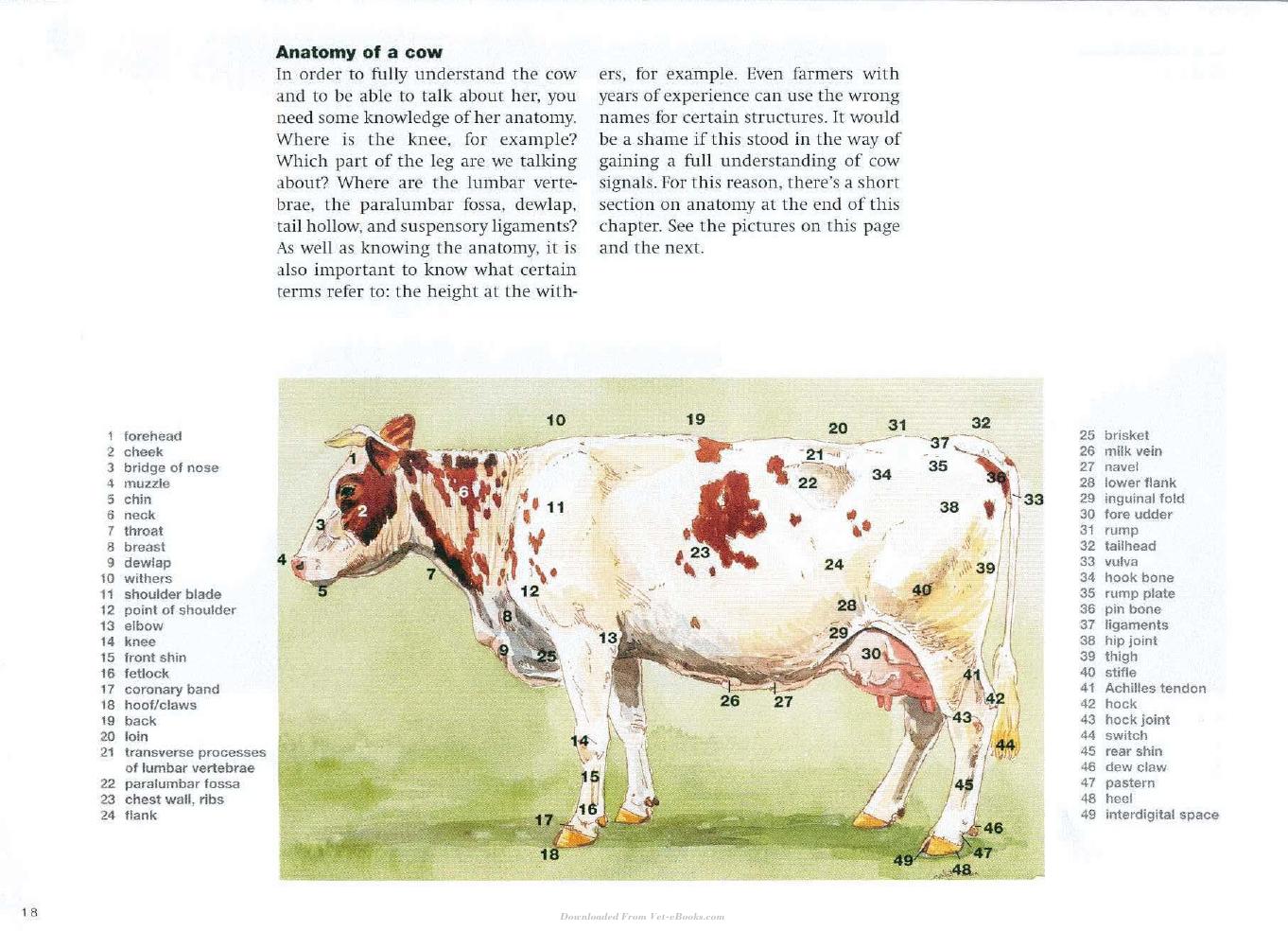 Cow Signals A Practical Guide For Dairy Farm Management