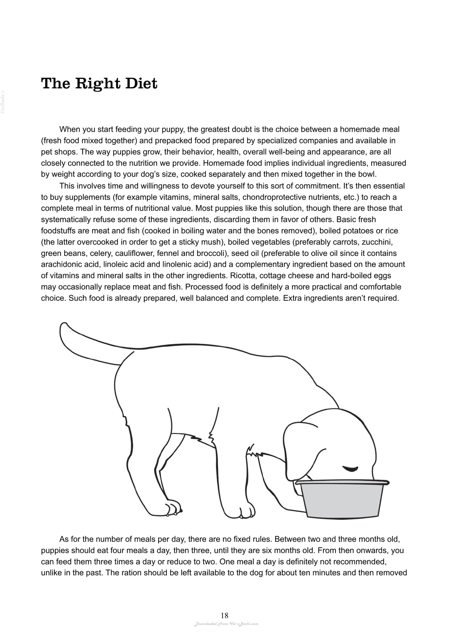 The Absolute Beginners Guide To Living With Your Dog