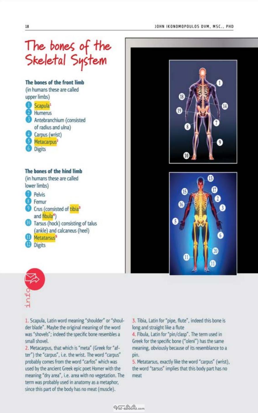 The Body Of Domestic Animals Structure And Function