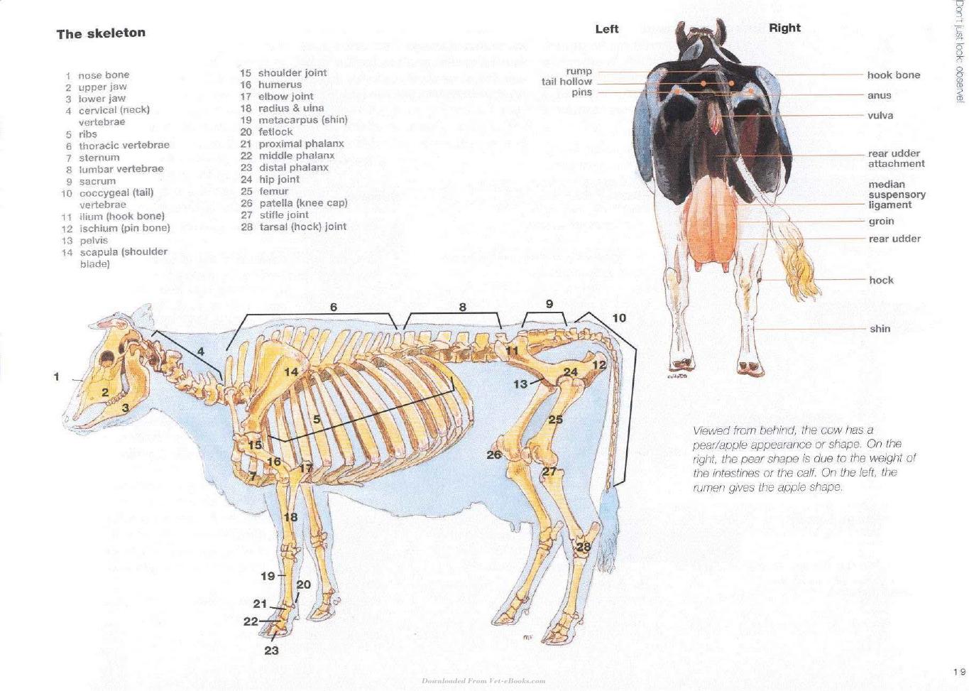 Cow Signals A Practical Guide For Dairy Farm Management