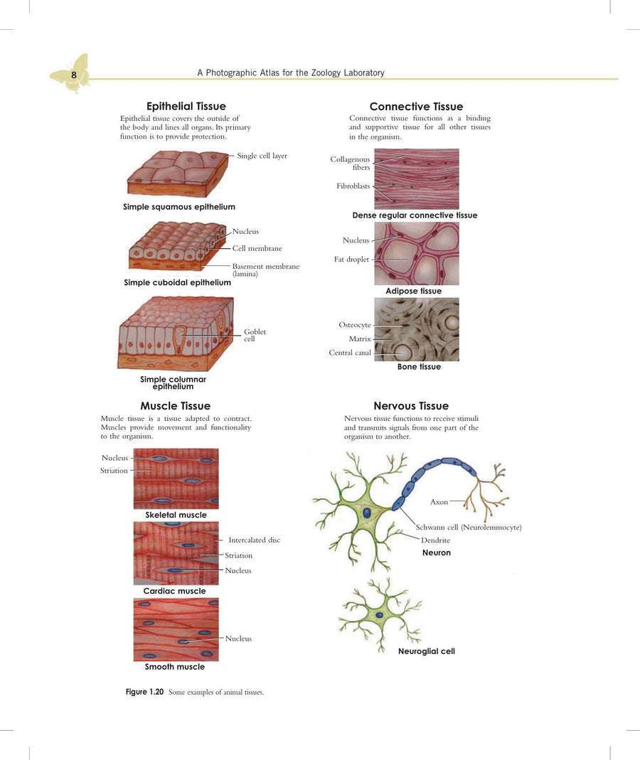 Preview page of A Photographic Atlas for the Zoology Laboratory 6th Edition