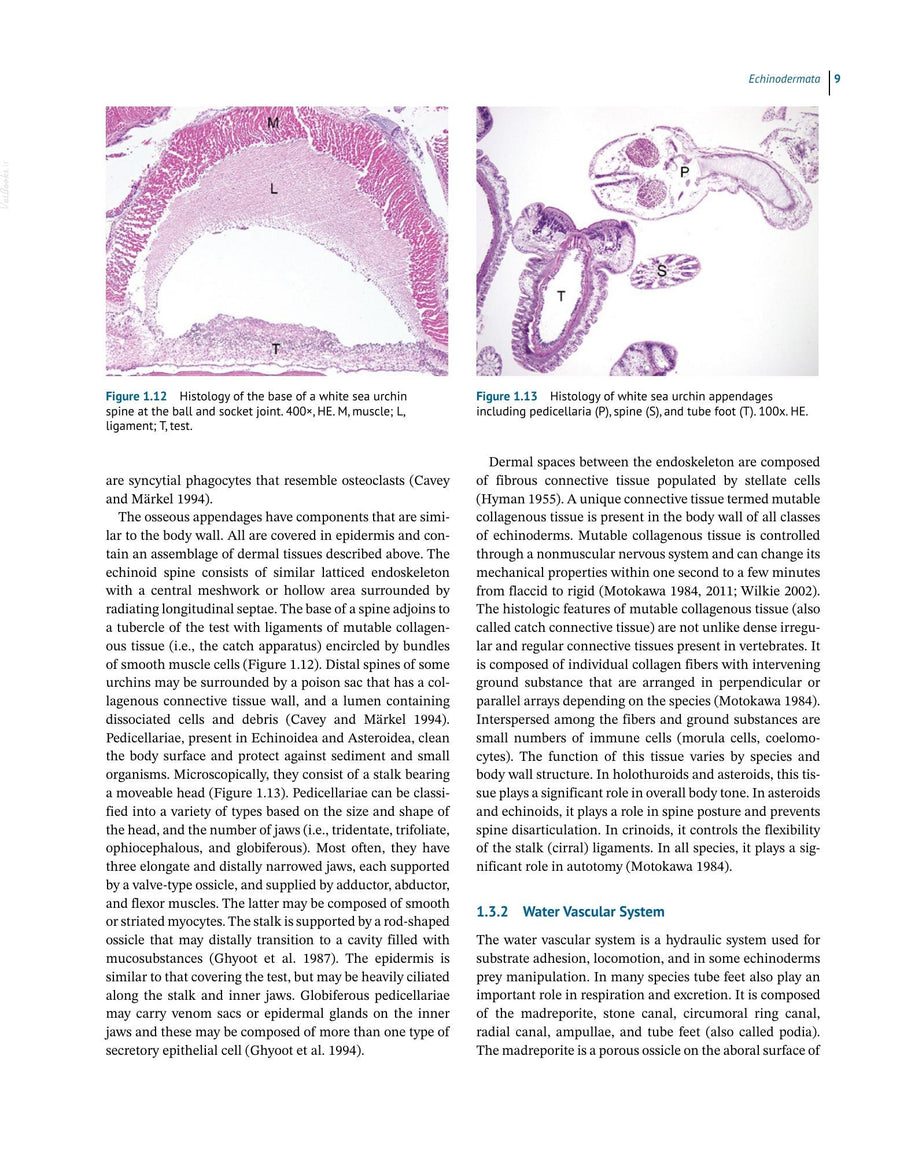 Preview page of Invertebrate Histology