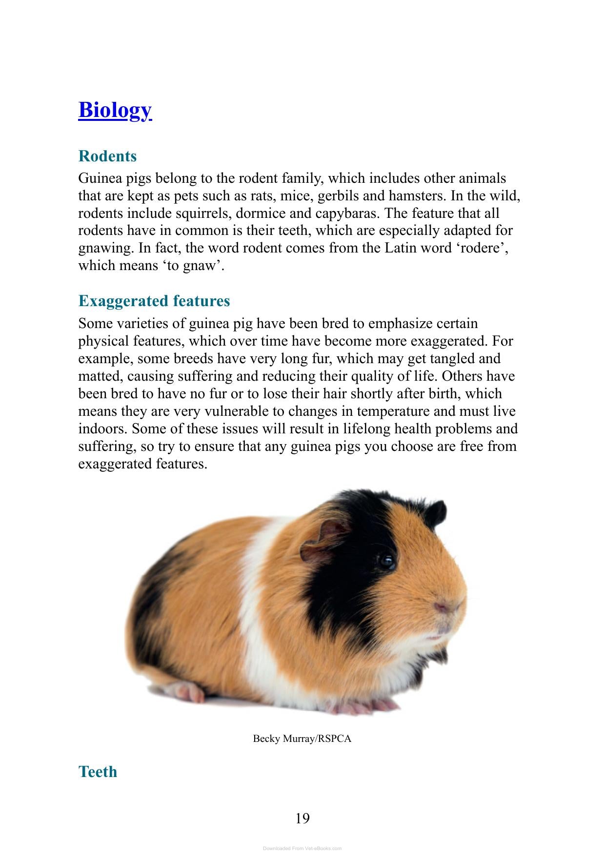Care For Your Guinea Pigs