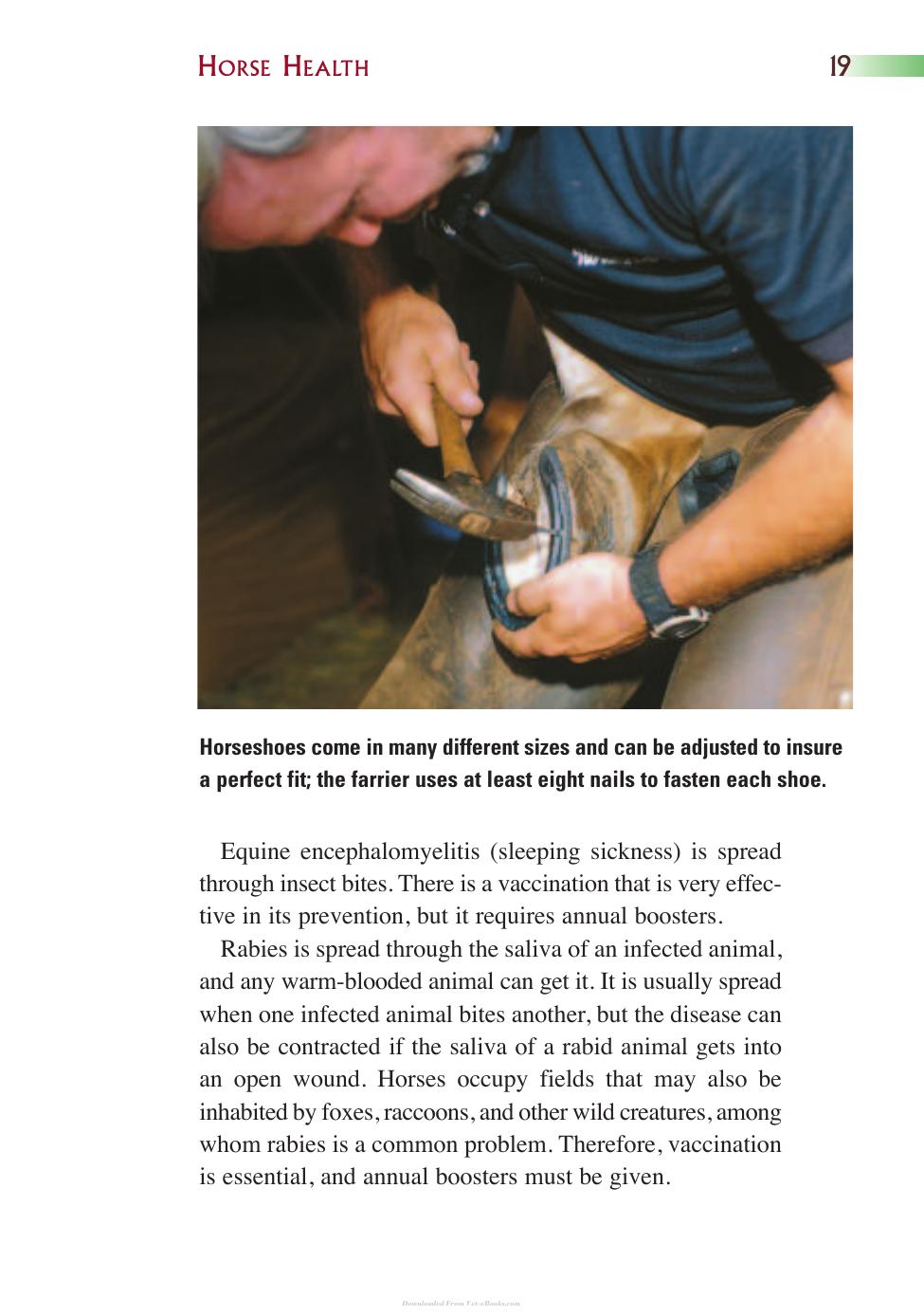 Horse Health And Care