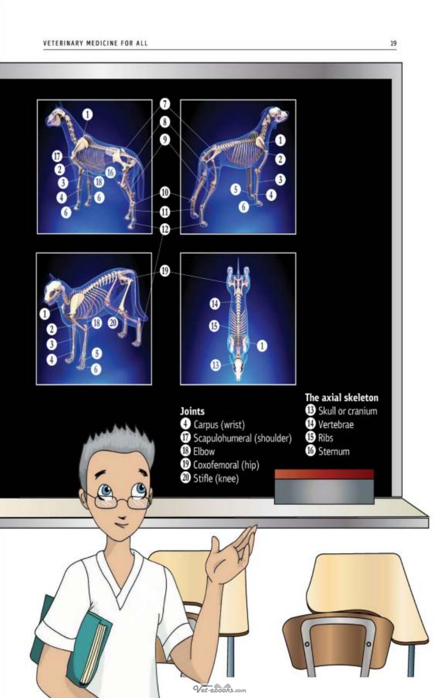 The Body Of Domestic Animals Structure And Function