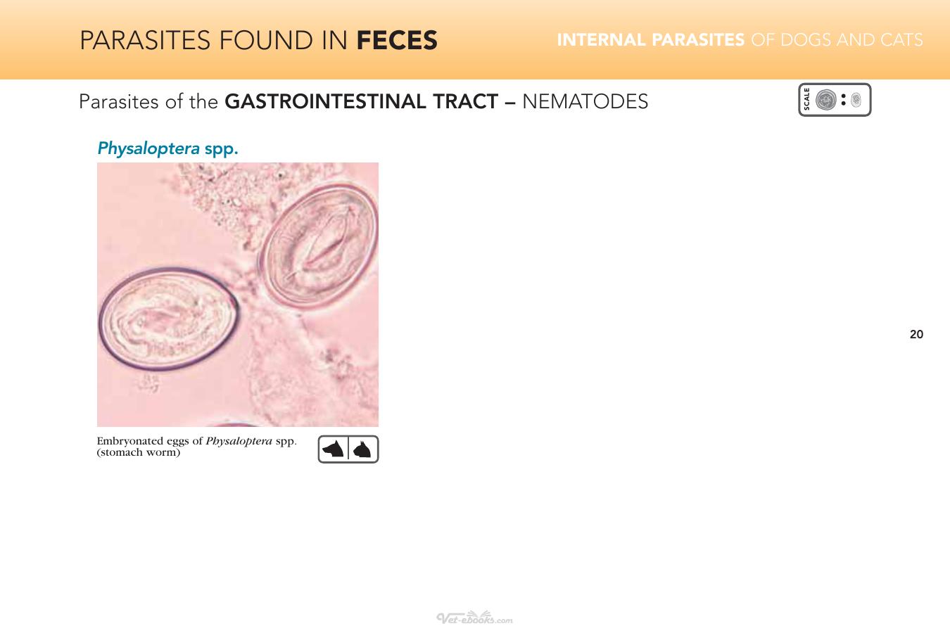 Internal Parasites Of Dogs And Cats Diagnostic Manual