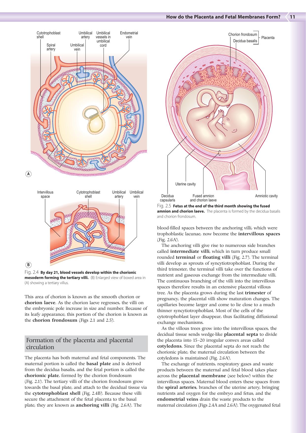 Embryology An Illustrated Colour Text 2Nd Edition