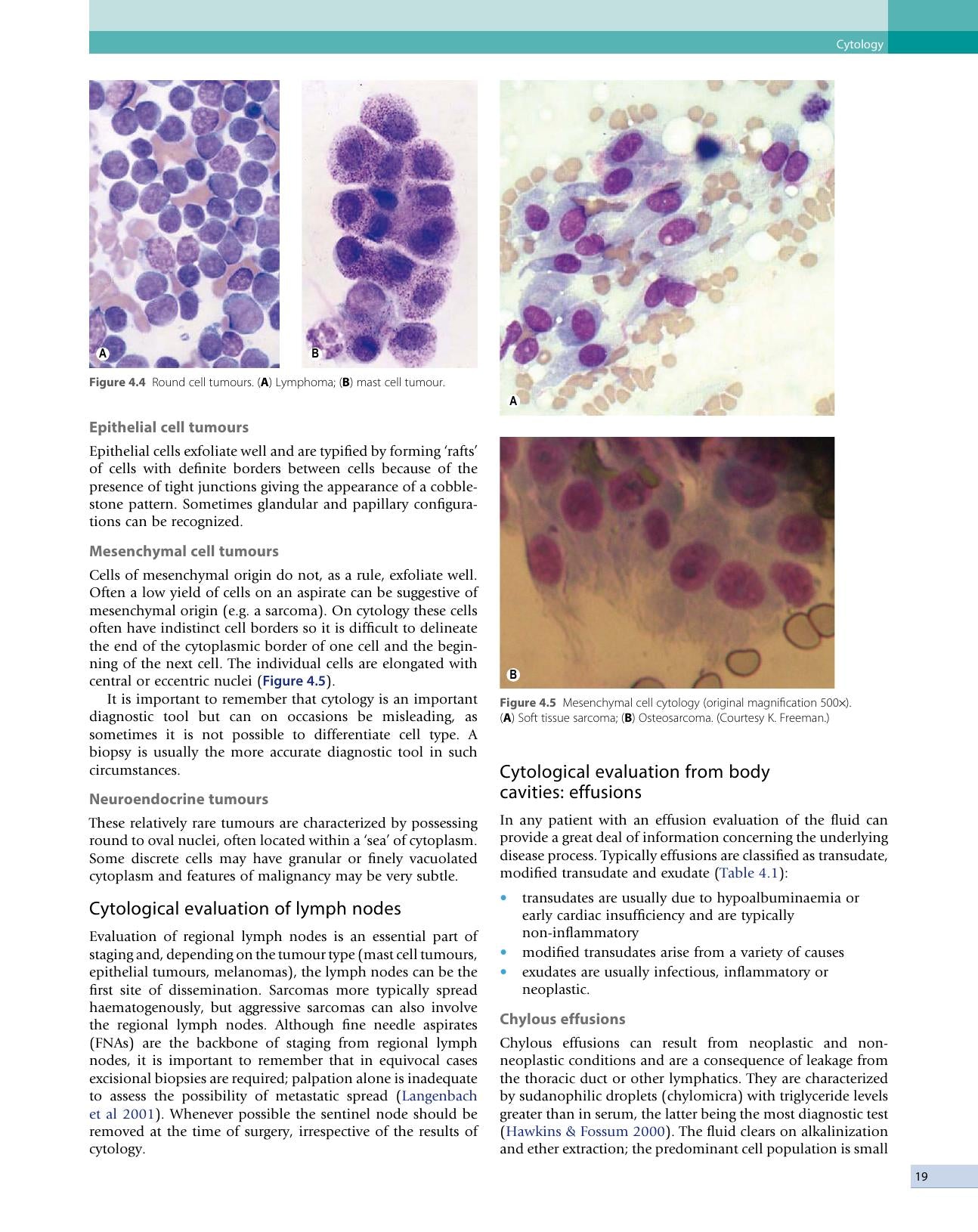 Small Animal Oncology