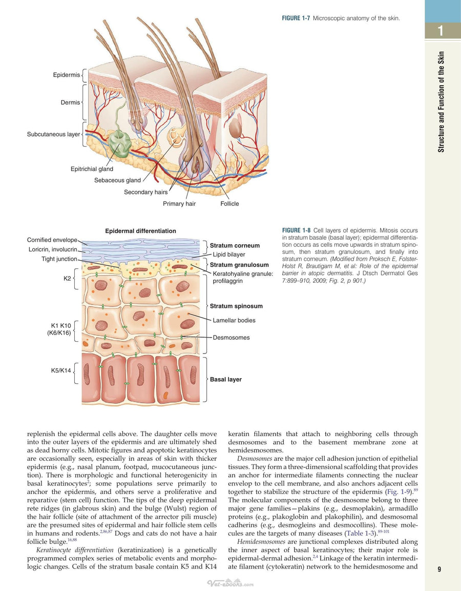 Preview page of Muller and Kirk's Small Animal Dermatology 7th Edition