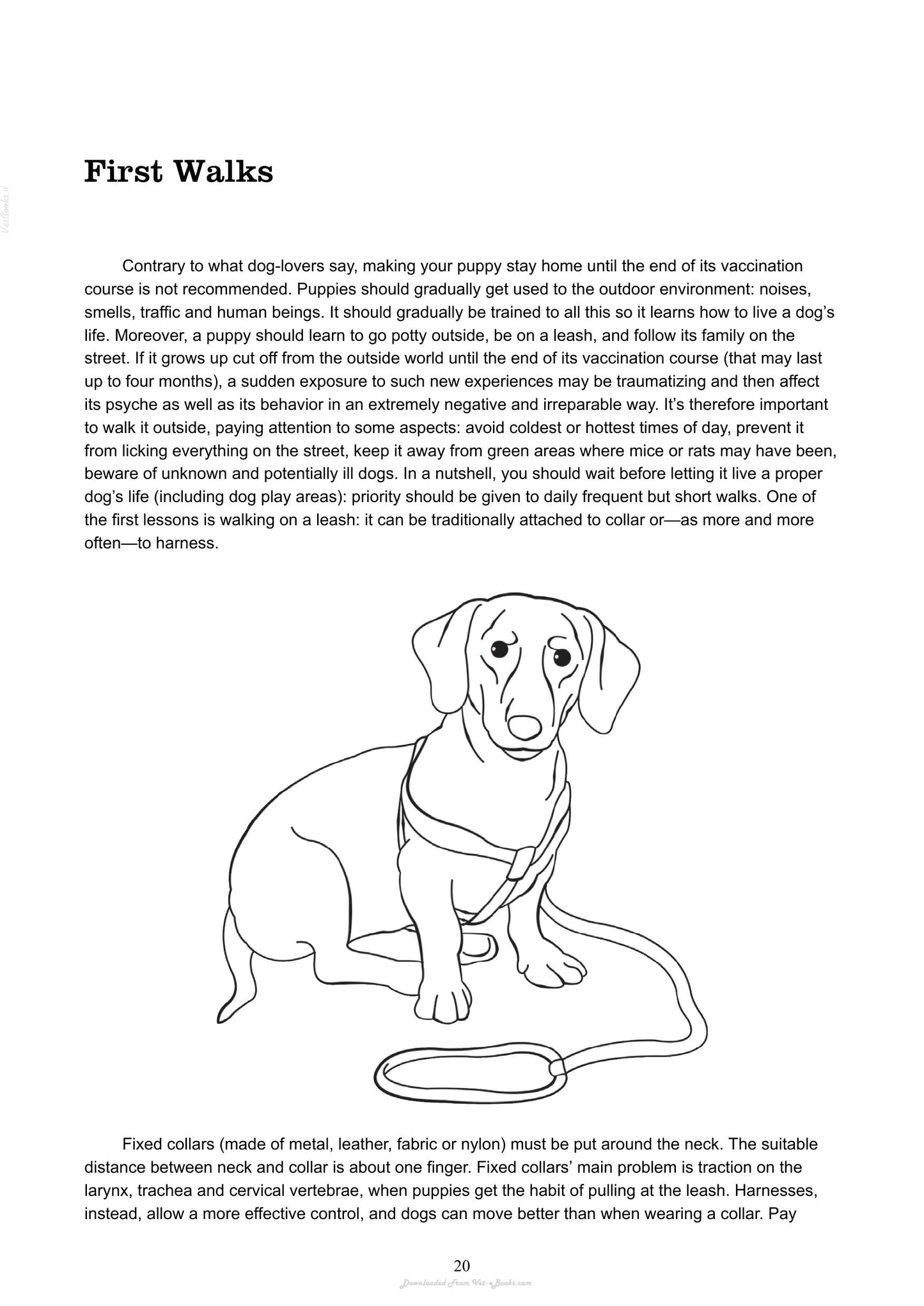 The Absolute Beginners Guide To Living With Your Dog