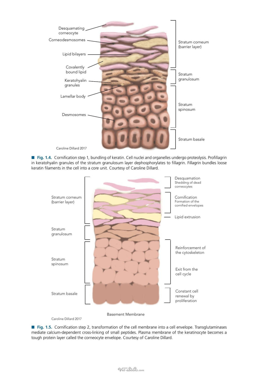 Preview page of Blackwells Five Minute Veterinary Consult Clinical Companion Small Animal Dermatology 3rd Edition
