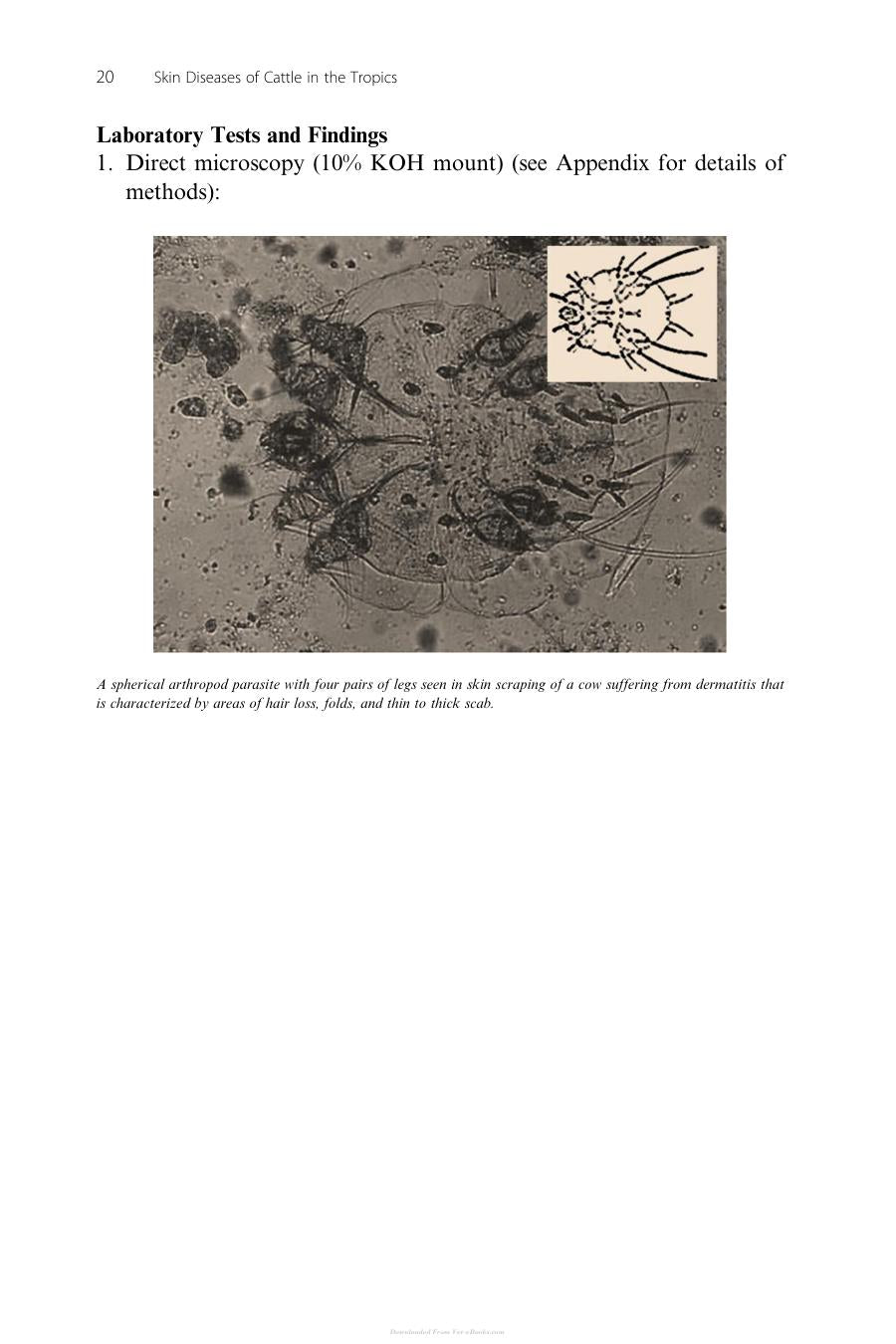 Skin Diseases Of Cattle In The Tropics A Guide To Diagnosis And Treatment