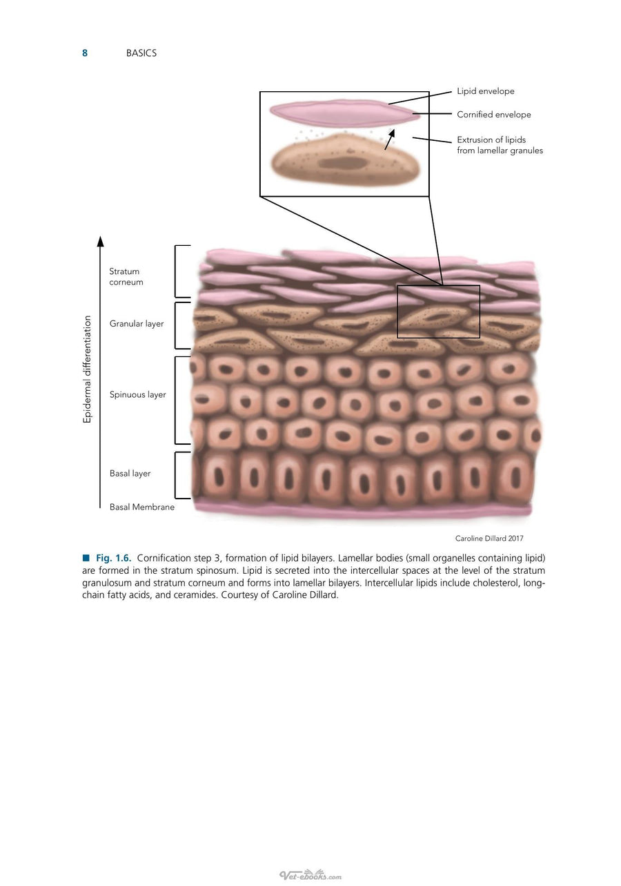 Preview page of Blackwells Five Minute Veterinary Consult Clinical Companion Small Animal Dermatology 3rd Edition