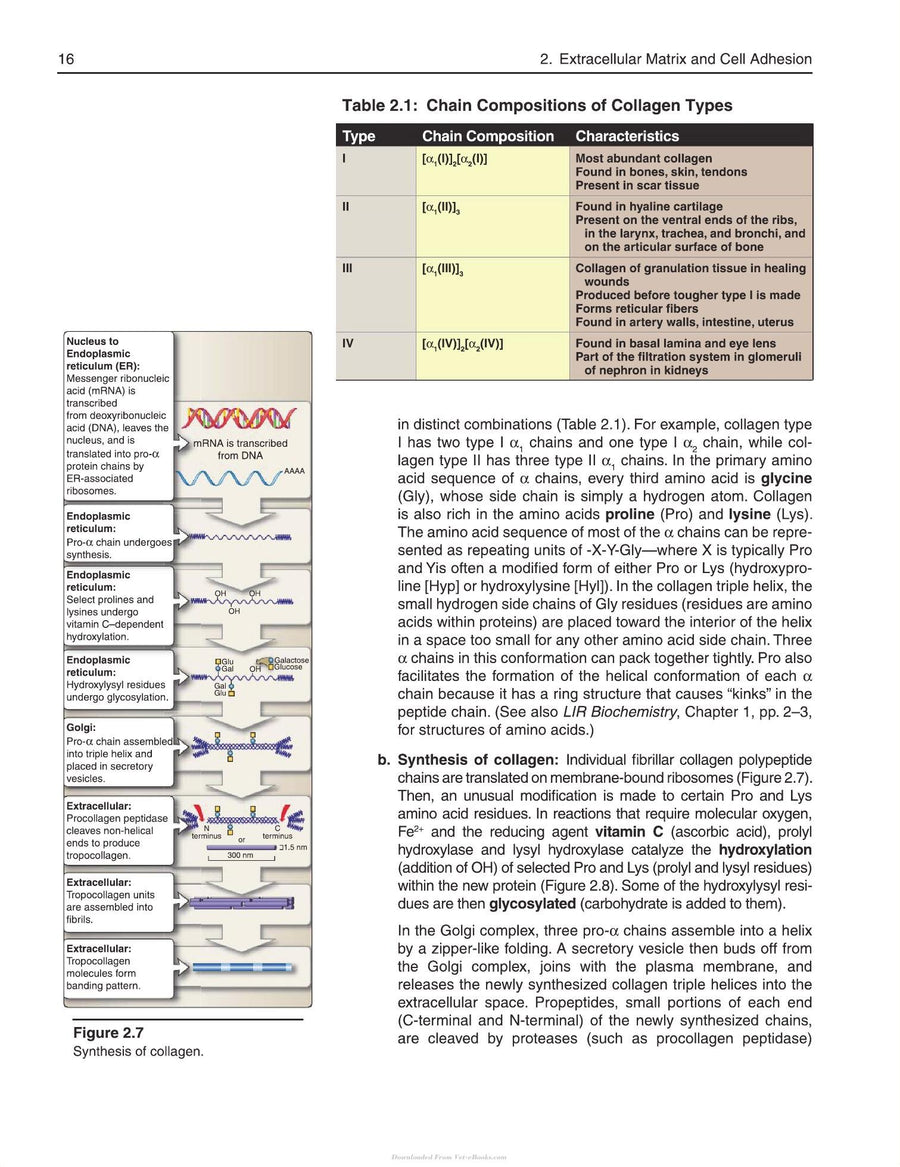 Preview page of Lippincott Illustrated Reviews Cell and Molecular Biology 2nd Edition