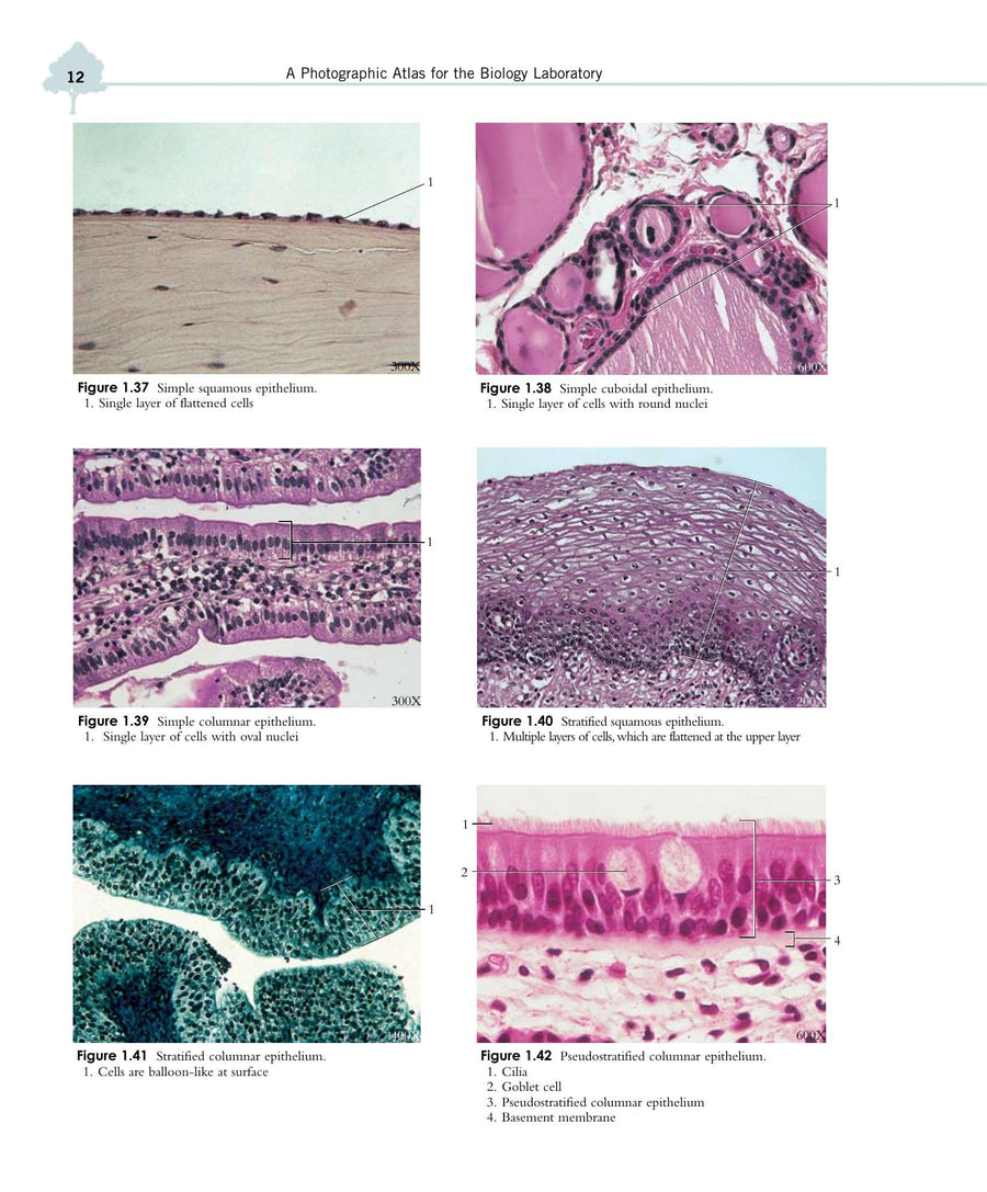 Preview page of A Photographic Atlas for the Biology Laboratory 6th Edition