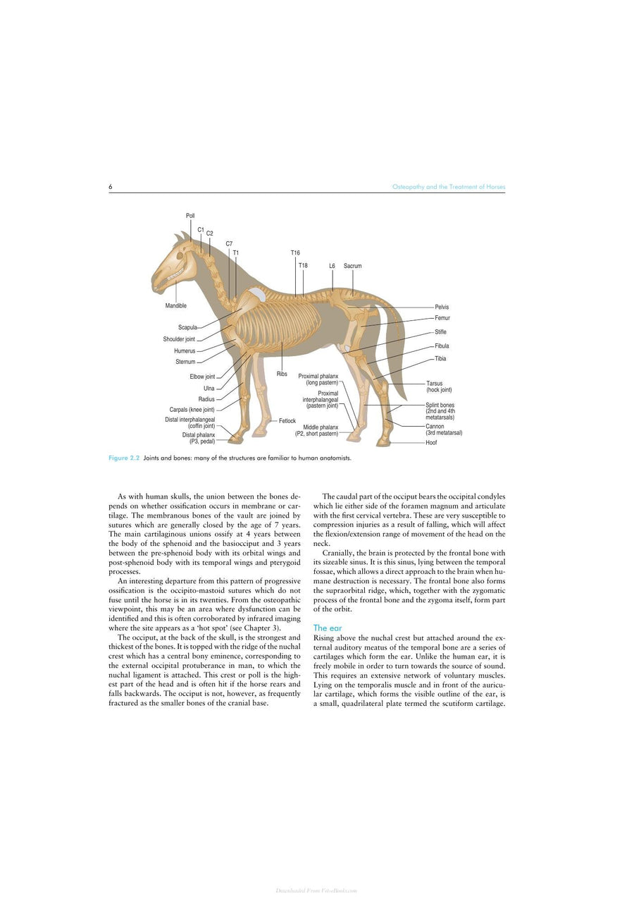Preview page of Osteopathy and the Treatment of Horses