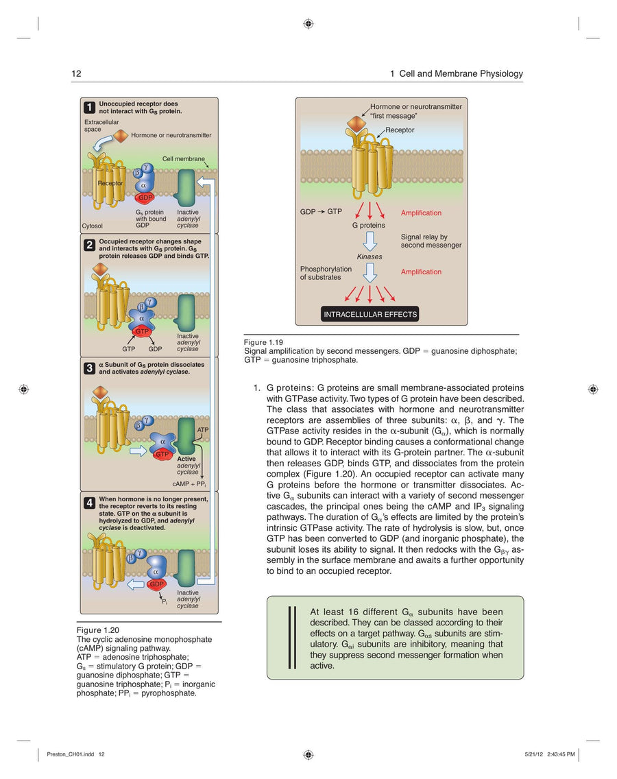 Preview page of Lippincotts Illustrated Reviews Physiology