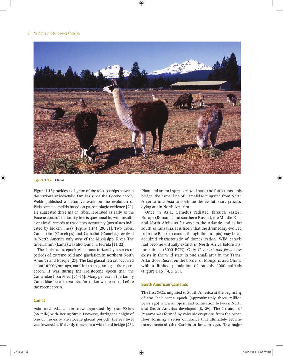 Preview page of Medicine and Surgery of Camelids 4th Edition