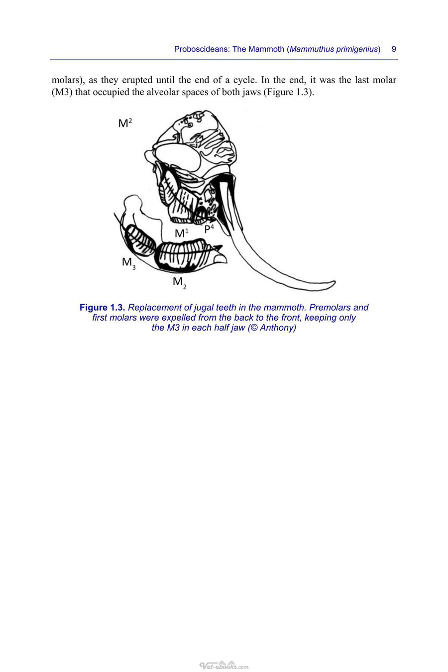 Preview page of The Skull of Quadruped and Bipedal Vertebrates Variations Abnormalities and Joint Pathologies