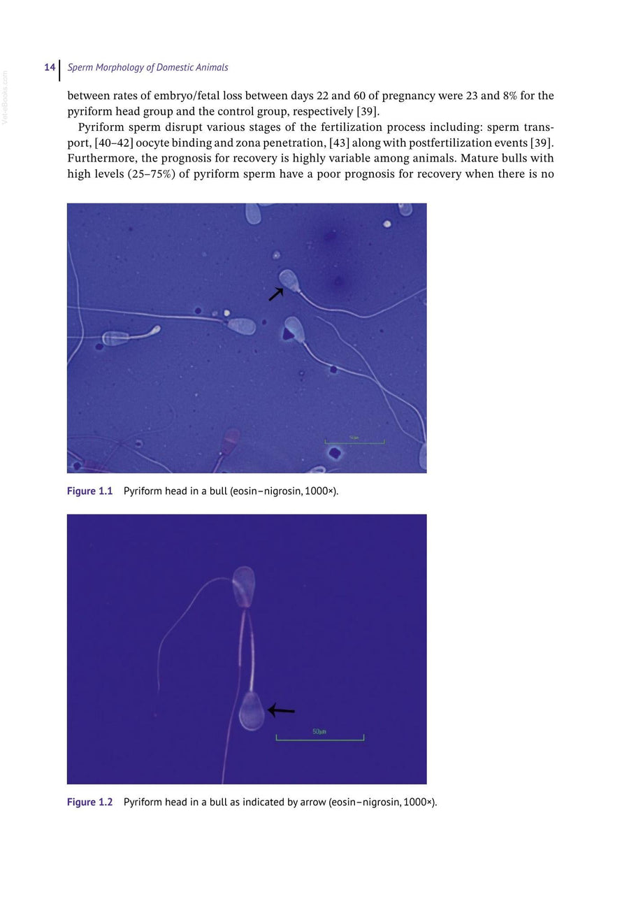 Preview page of Sperm Morphology of Domestic Animals