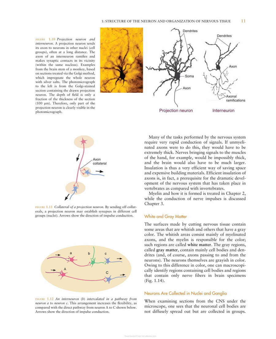 Preview page of The Central Nervous System Structure and Function 4th Edition