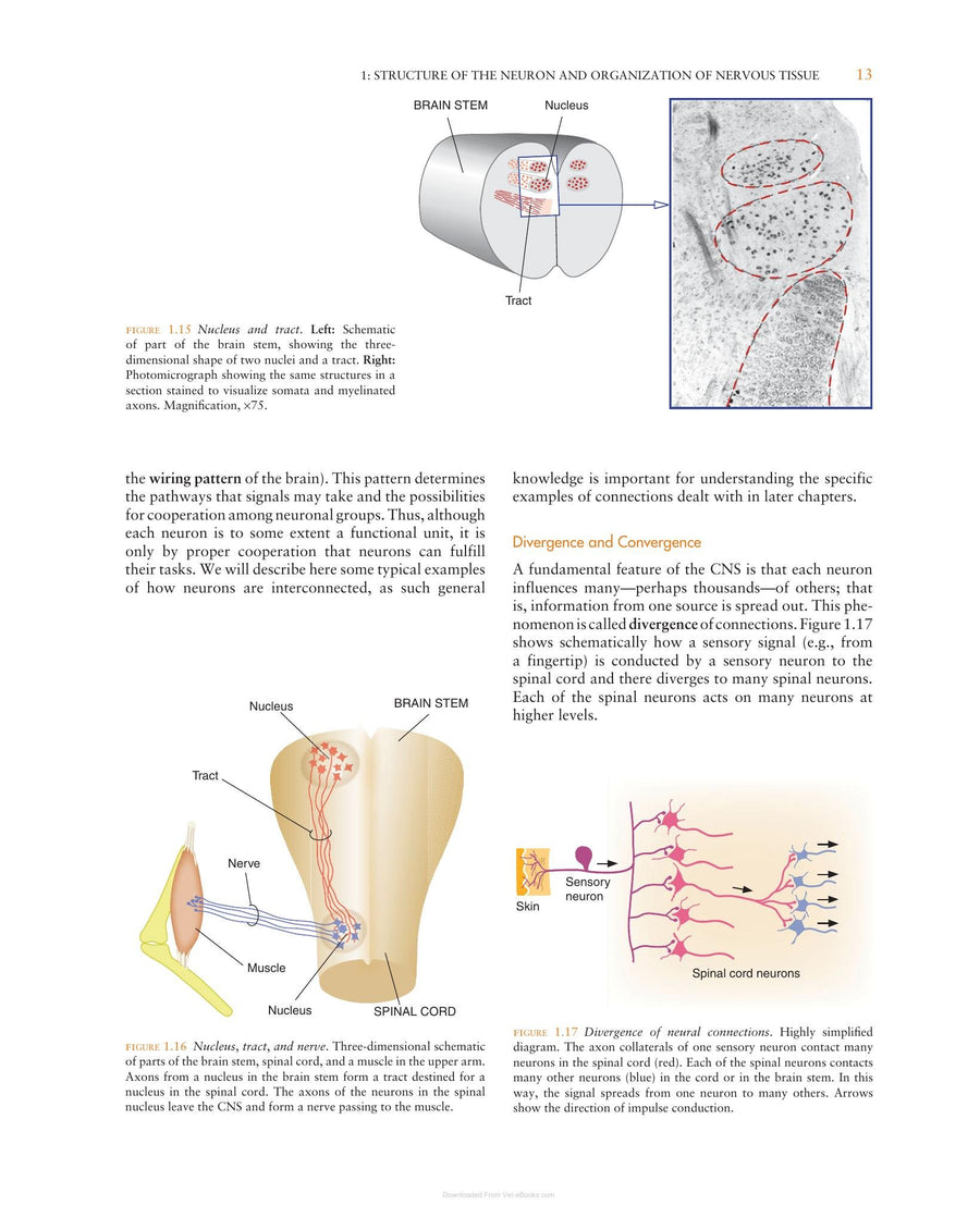 Preview page of The Central Nervous System Structure and Function 4th Edition