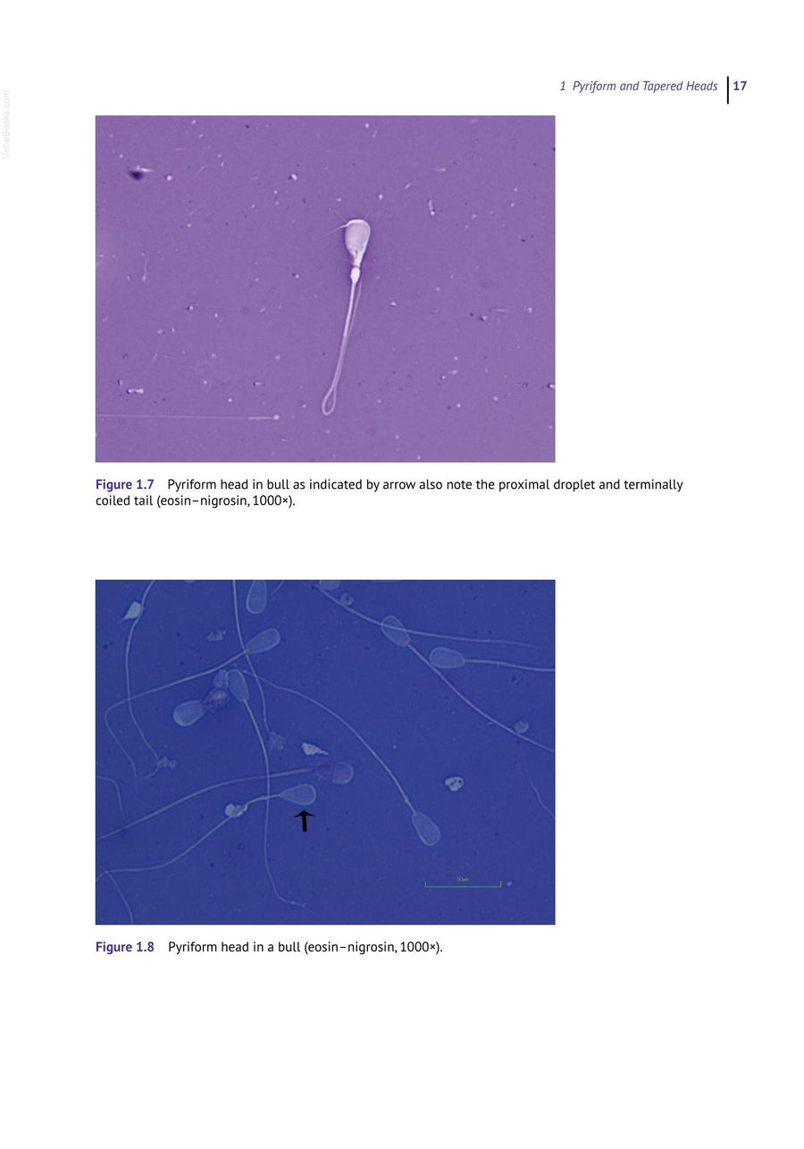 Preview page of Sperm Morphology of Domestic Animals