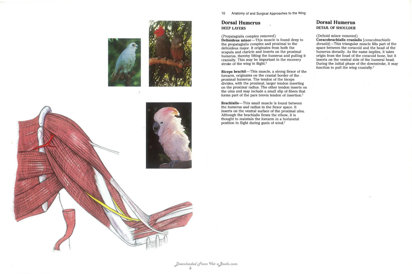 Avian Surgical Anatomy Thoracic And Pelvic Limbs