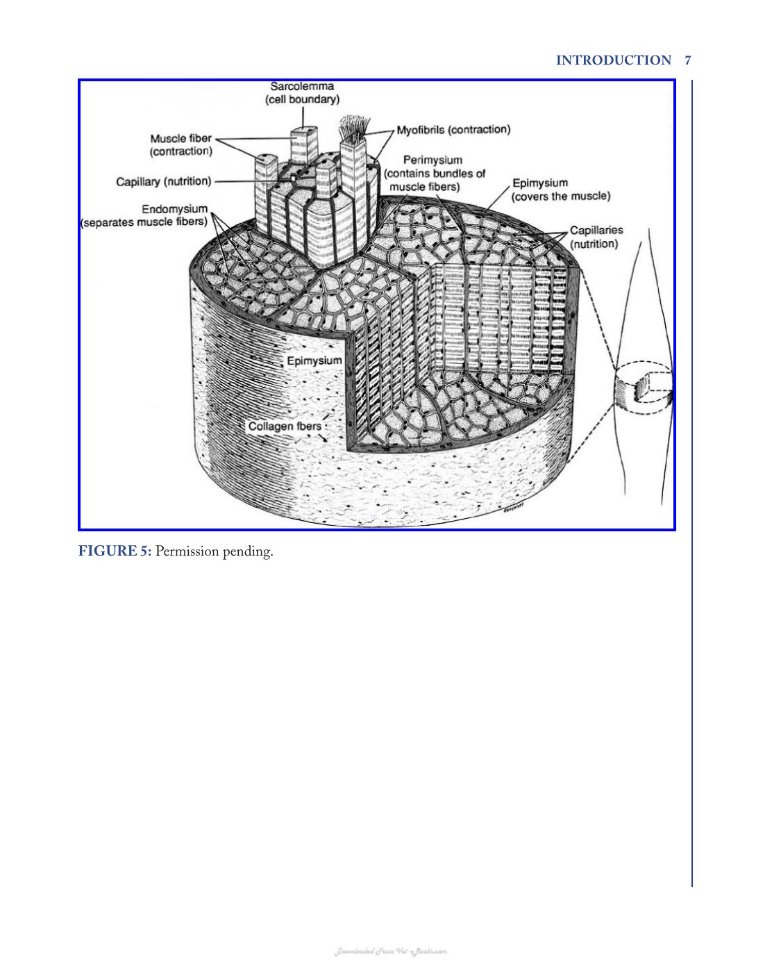 Skeletal Muscle and Muscular Dystrophy a Visual Approach