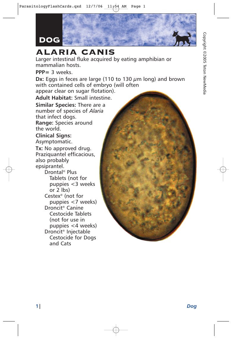 Look Inside page 7 - Parasitology Diagnosis And Treatment Of Common Parasitisms In Dogs And Cats