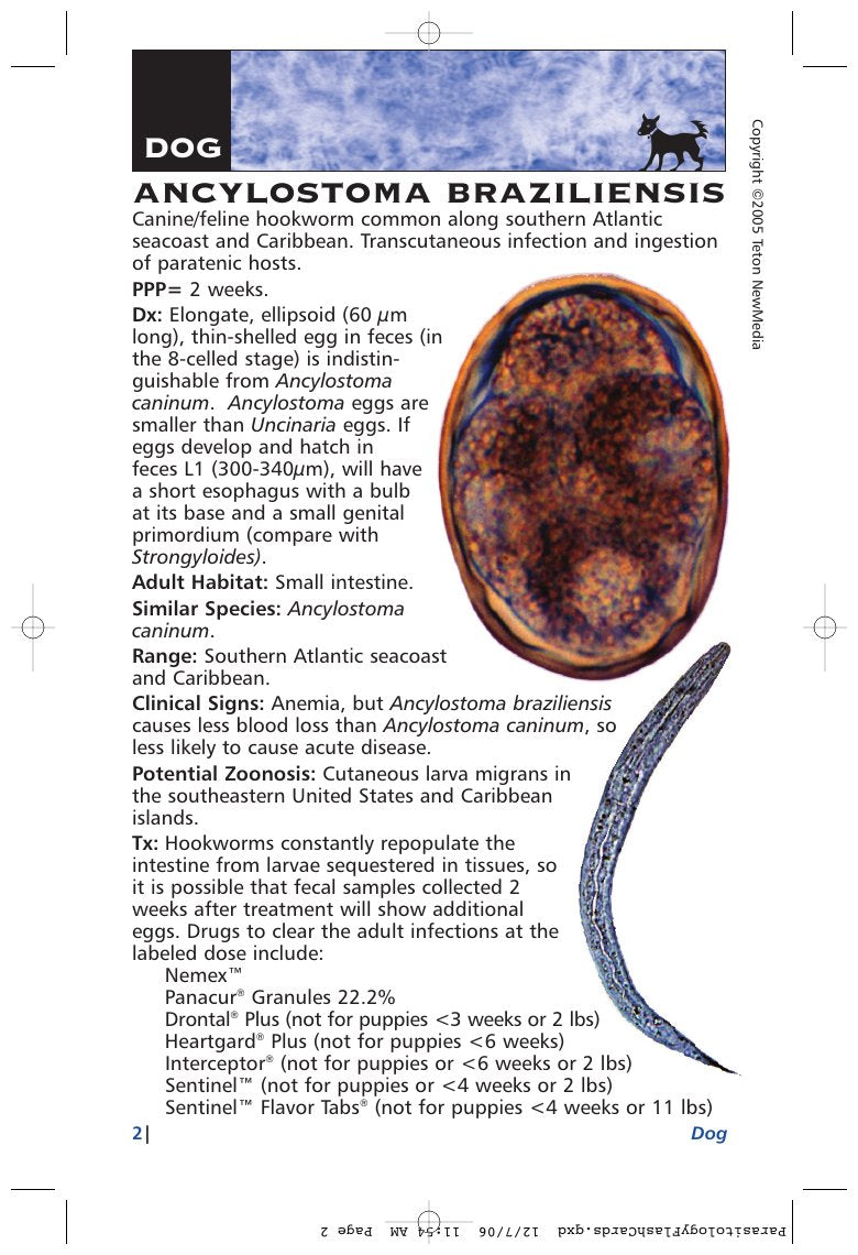 Look Inside page 8 - Parasitology Diagnosis And Treatment Of Common Parasitisms In Dogs And Cats