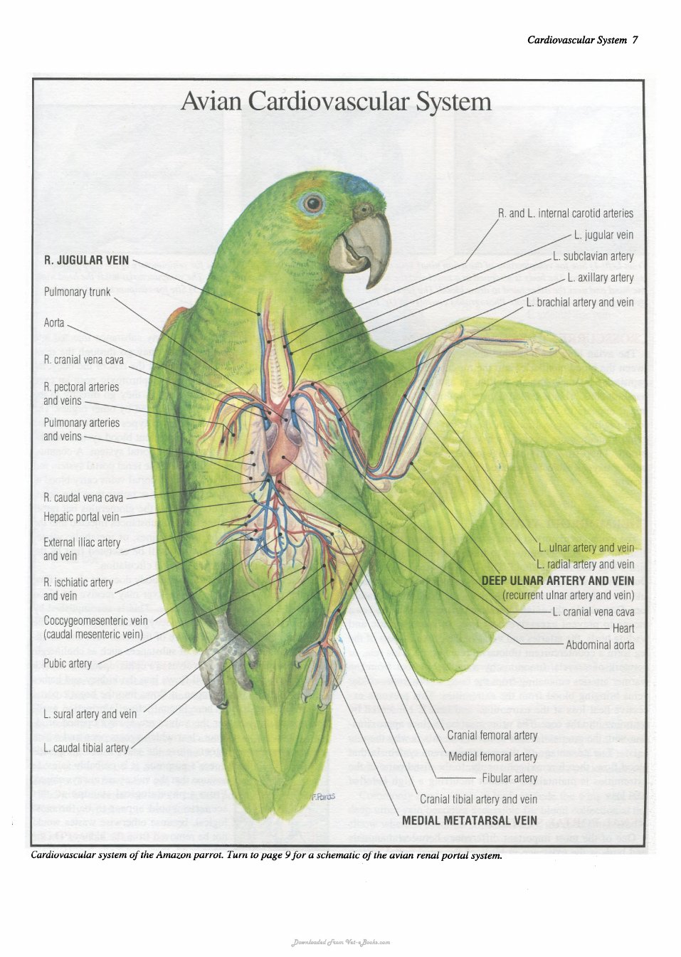 Look Inside page 8 - Practical Avian Medicine