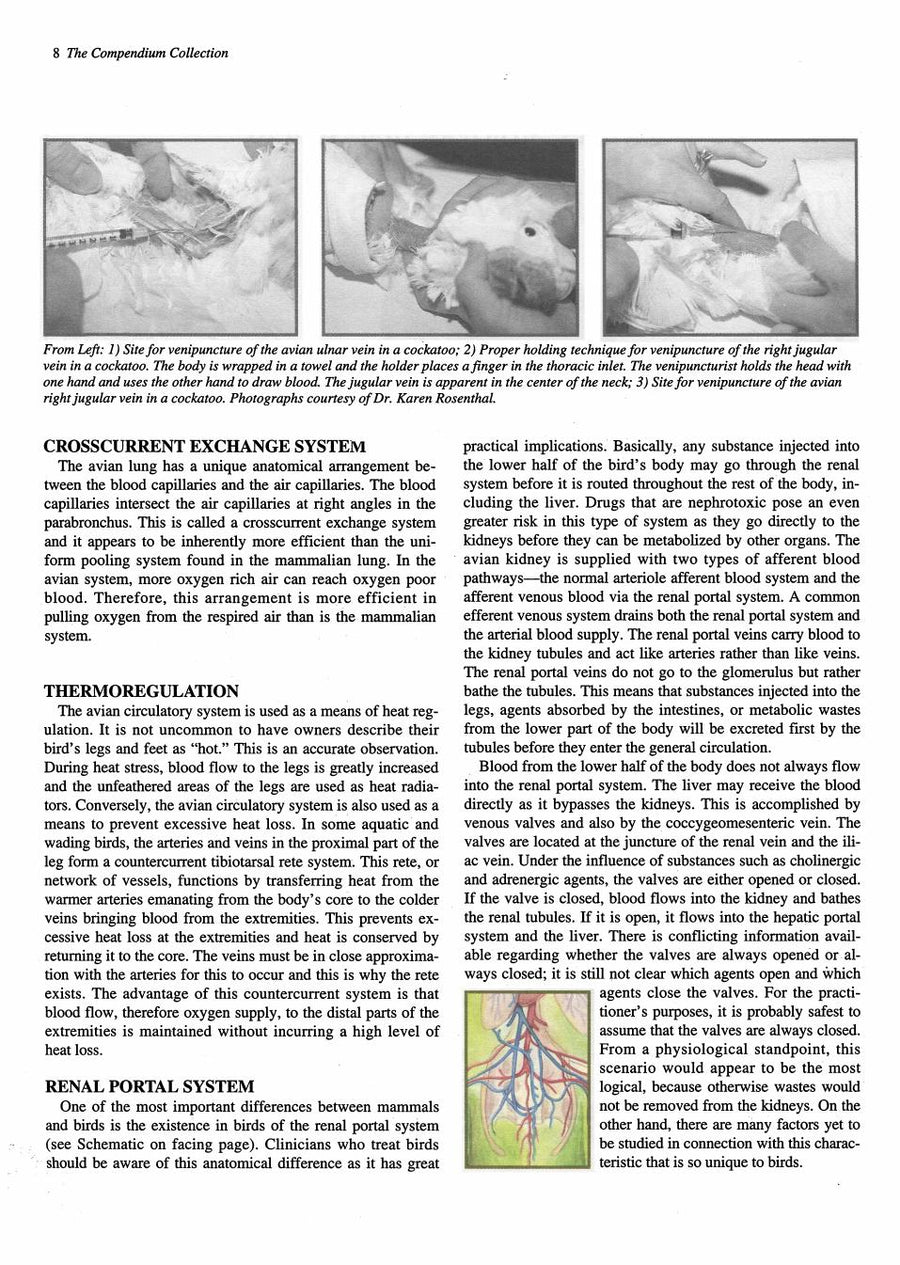 Preview page of Practical Avian Medicine: The Compendium Collection