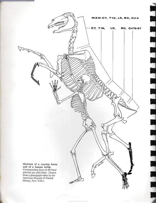 Look Inside page 2 - Rooneys Guide To The Dissection Of The Horse 7Th Edition