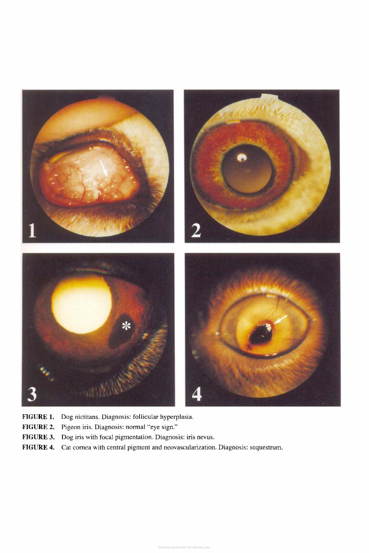 Look Inside page 6 - Small Animal Ophthalmology Secrets