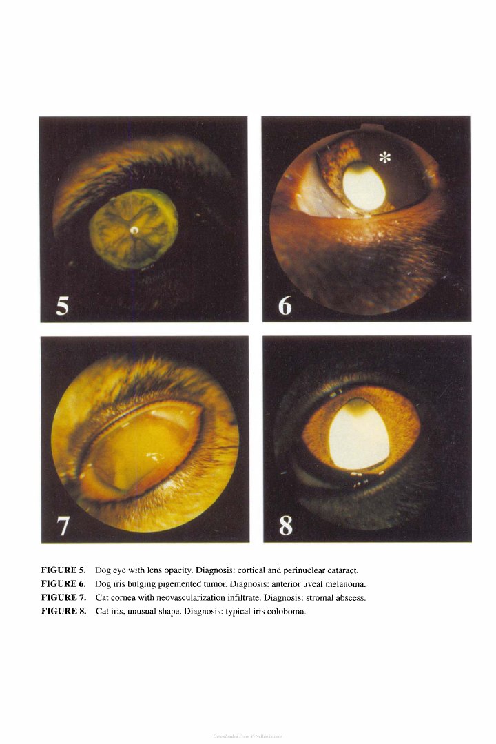 Look Inside page 7 - Small Animal Ophthalmology Secrets