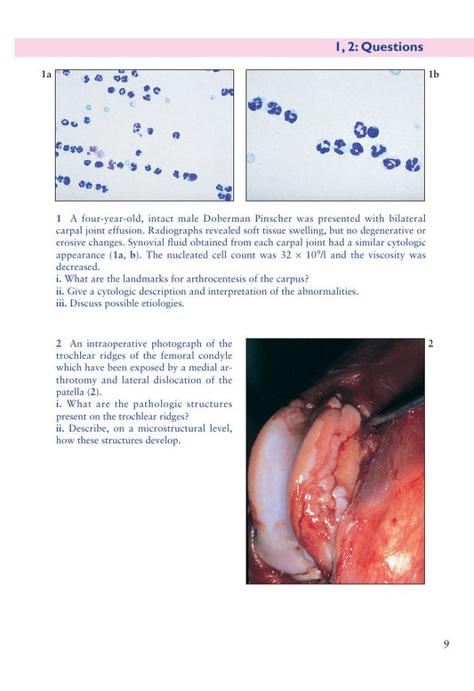 Look Inside page 10 - Small Animal Orthopaedics Self Assessment Color Review