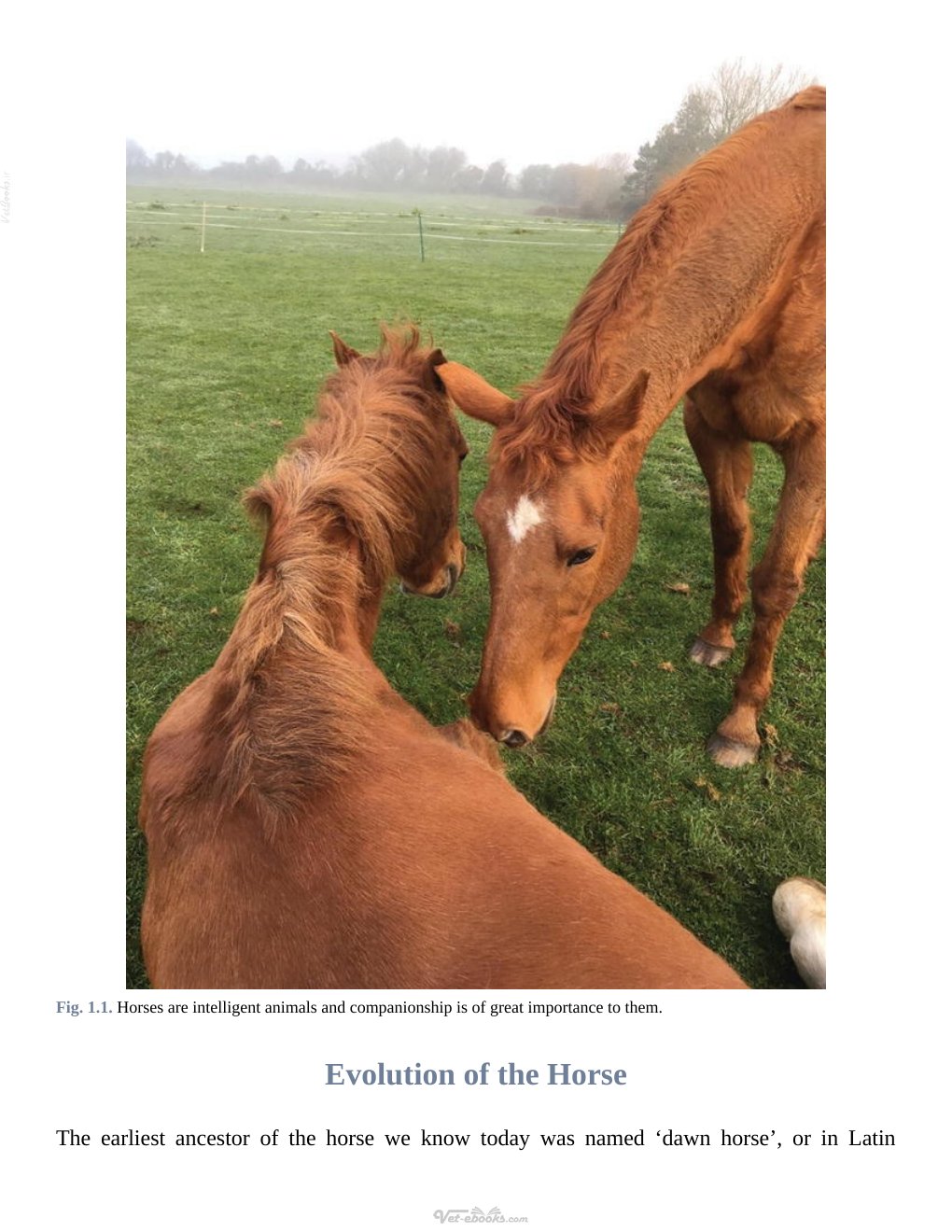 Look Inside page 8 - Solving Equine Behaviour Problems An Equitation Science Approach