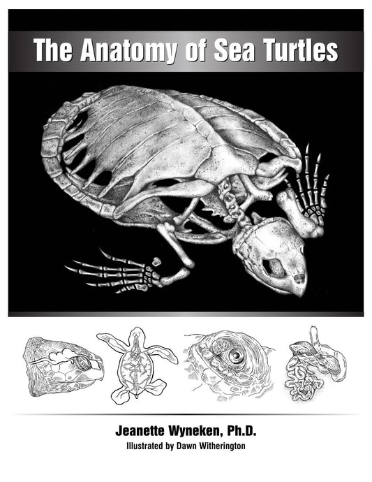 Look Inside page 4 - The Anatomy Of Sea Turtles