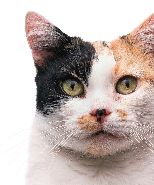 Look Inside page 2 - The Complete Cat Breed Book