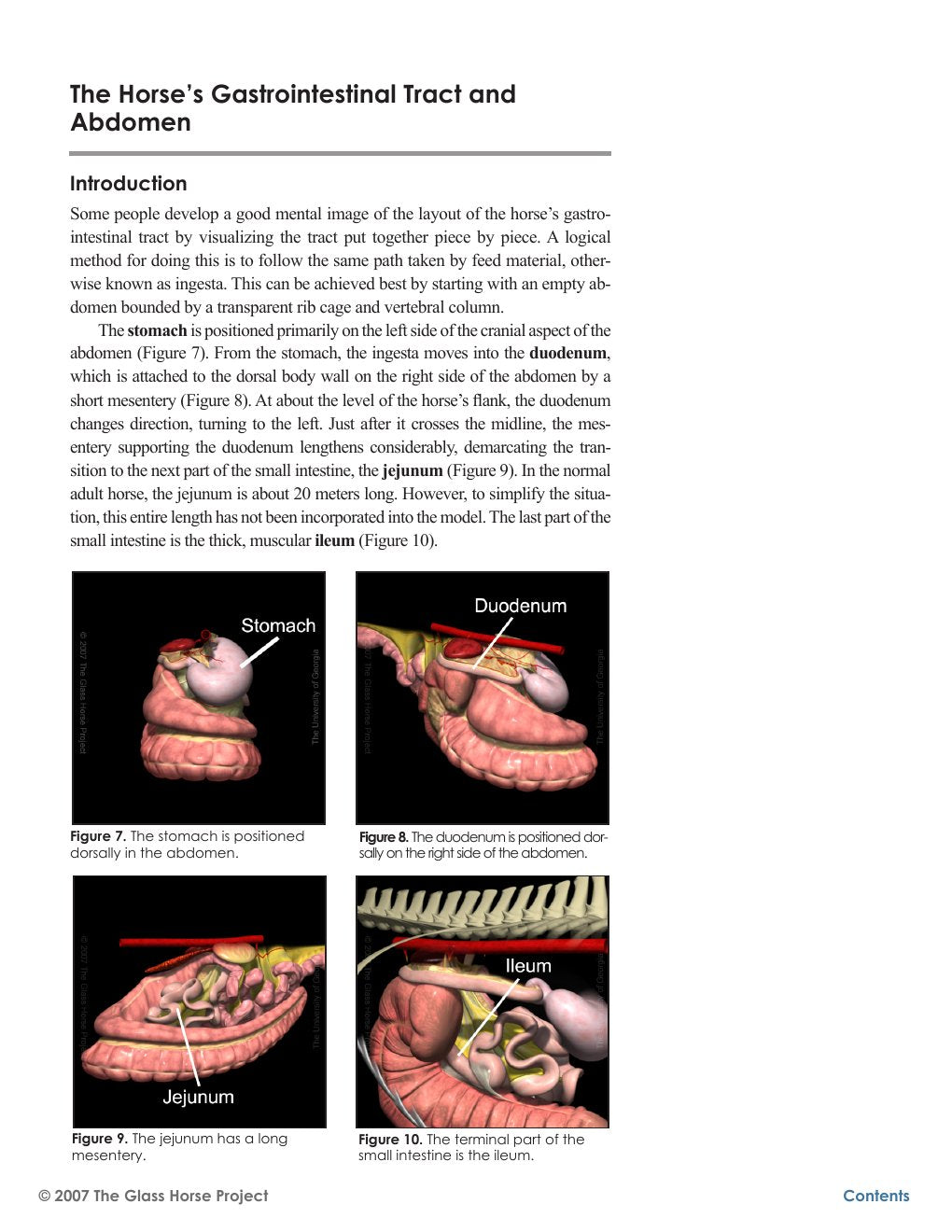 Look Inside page 9 - The Glass Horse Equine Colic Supplemental Text And Interactive Cd