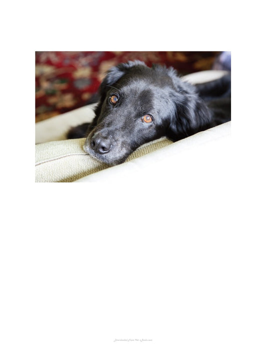 Look Inside page 7 - The Holistic Dog Inside The Canines Mind Body Spirits Space