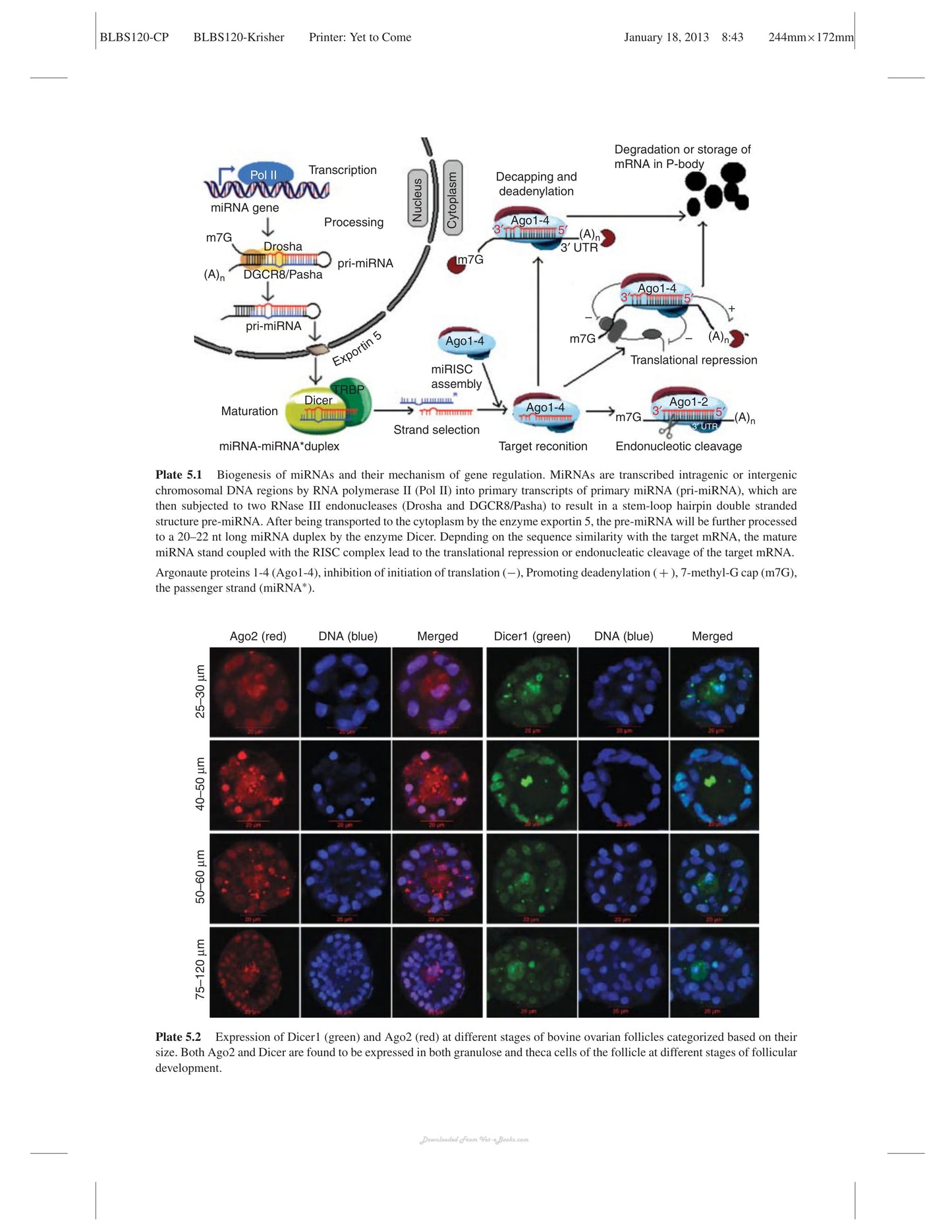 Oocyte Physiology And Development In Domestic Animals