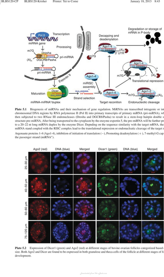 Oocyte Physiology And Development In Domestic Animals